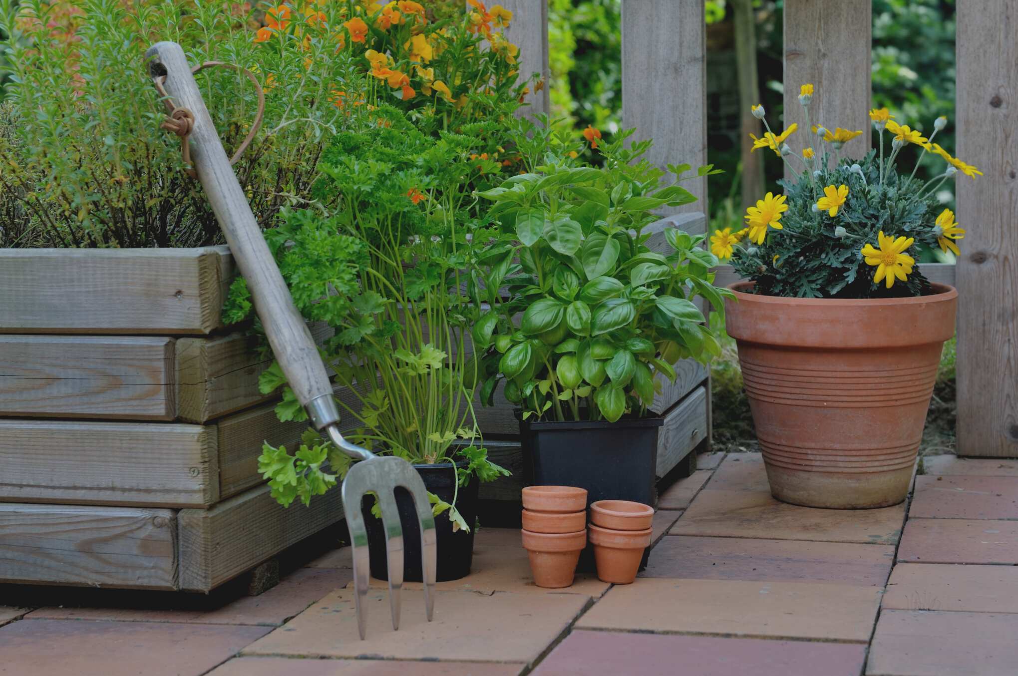 aromatic plant on patio